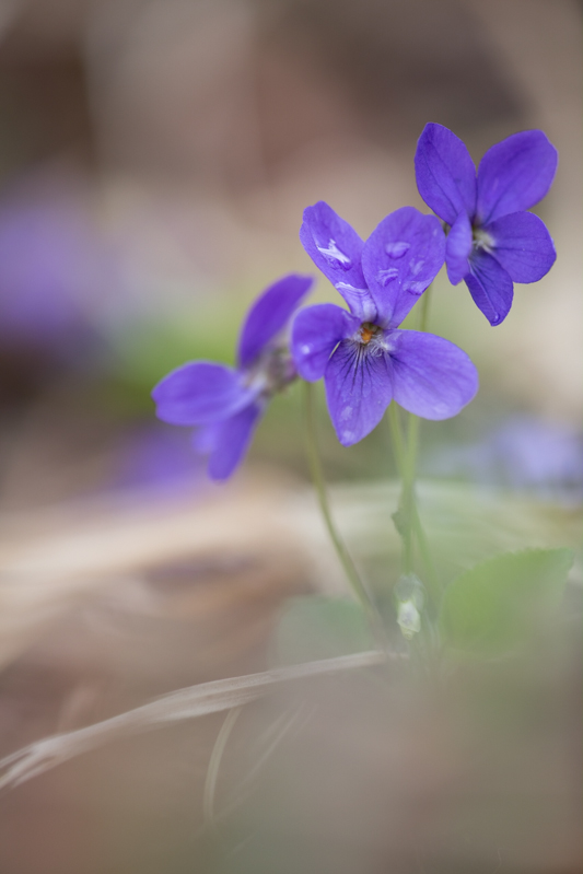 GDT_5D-0111.jpg