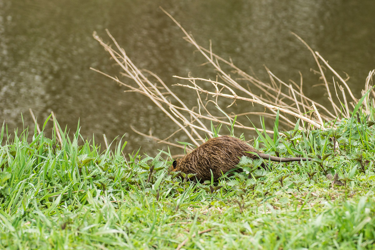 Nutria_01.jpg