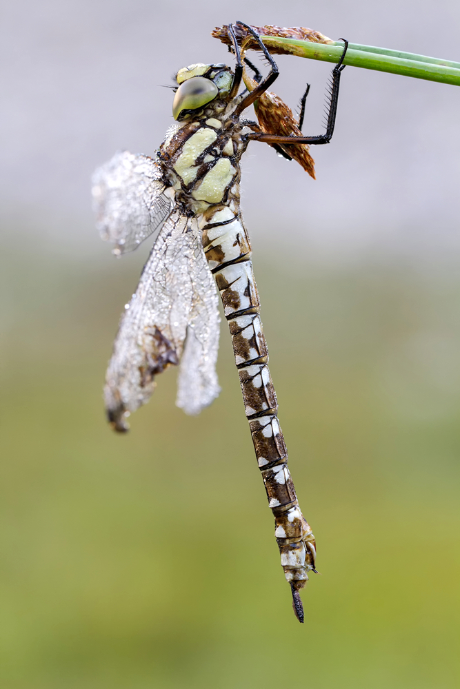 Aeshna cyanea.jpg