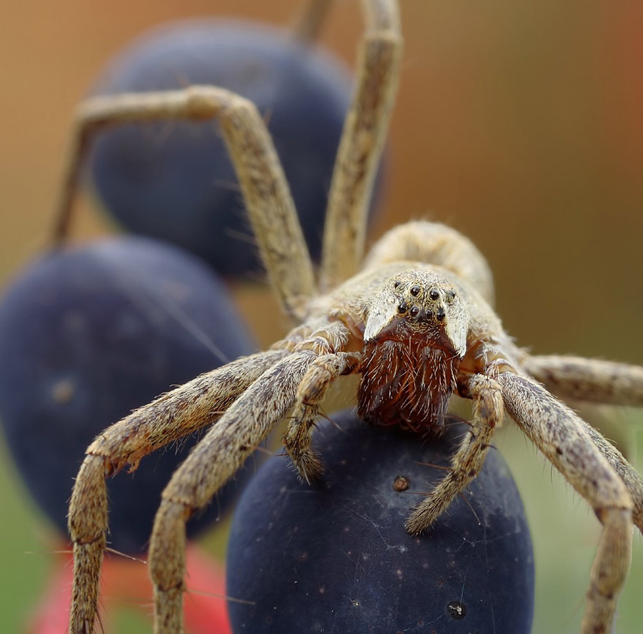 Pisaura mirabilis 4288.jpg