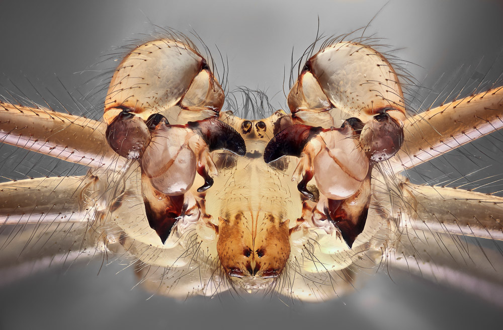 Pholcus phalangoides Zitterspinne-12.JPG