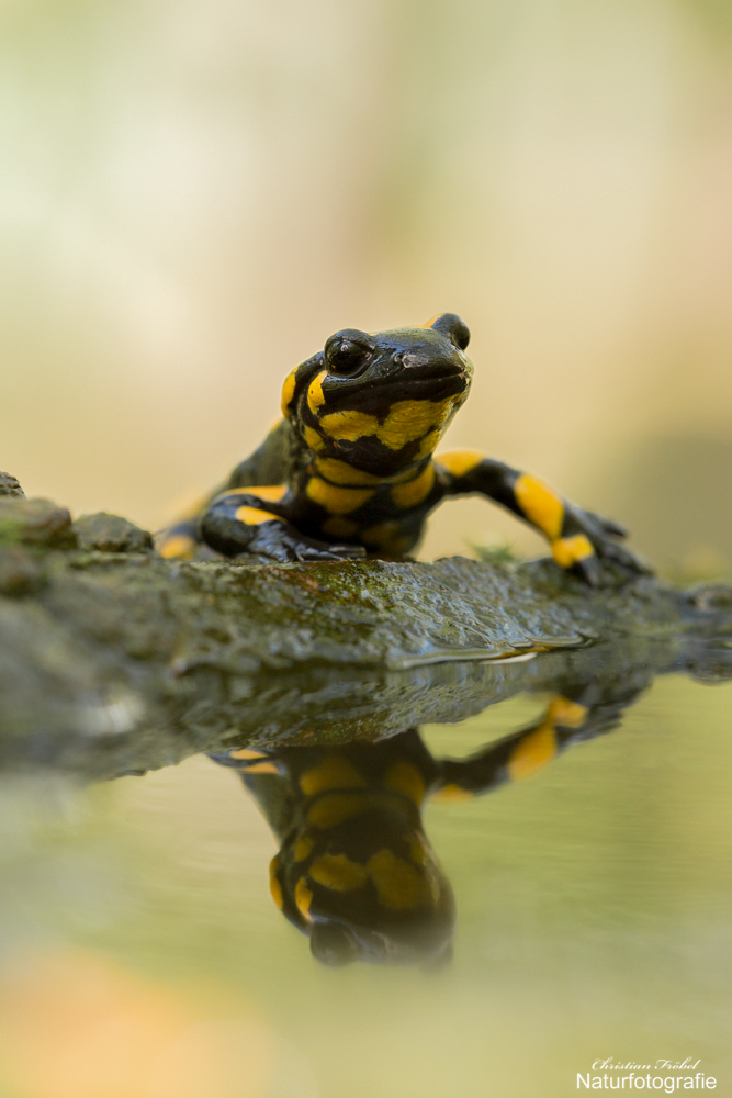 Feuersalamander mSpiegelung2.jpg