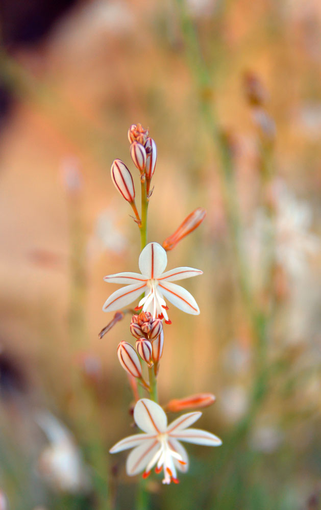 Sternblume-Ibiza1000.jpg