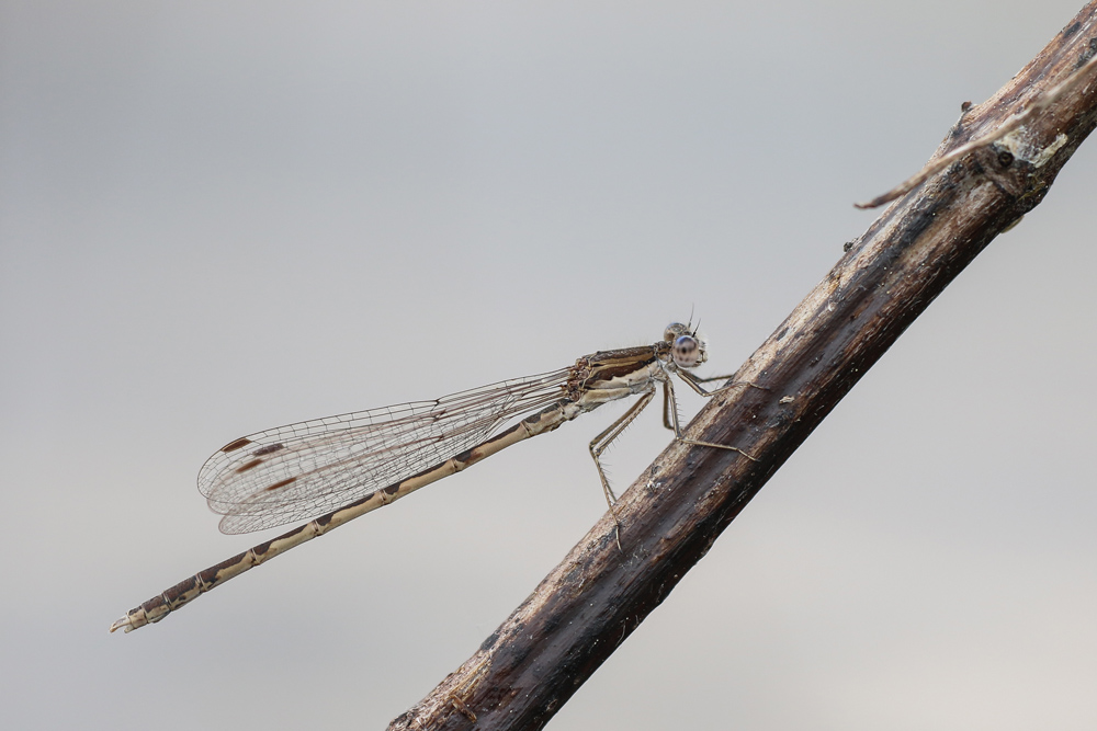 aWinterlibelle-4952.jpg