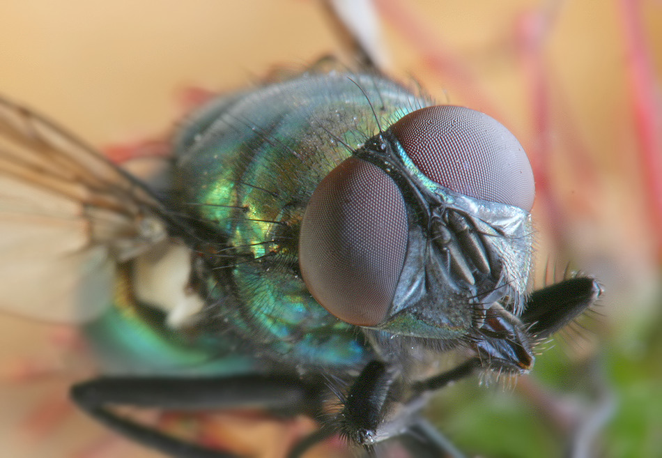 fliege4 Kopie_filtered.jpg