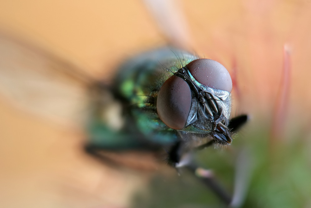 fliege3 Kopie_filtered.jpg