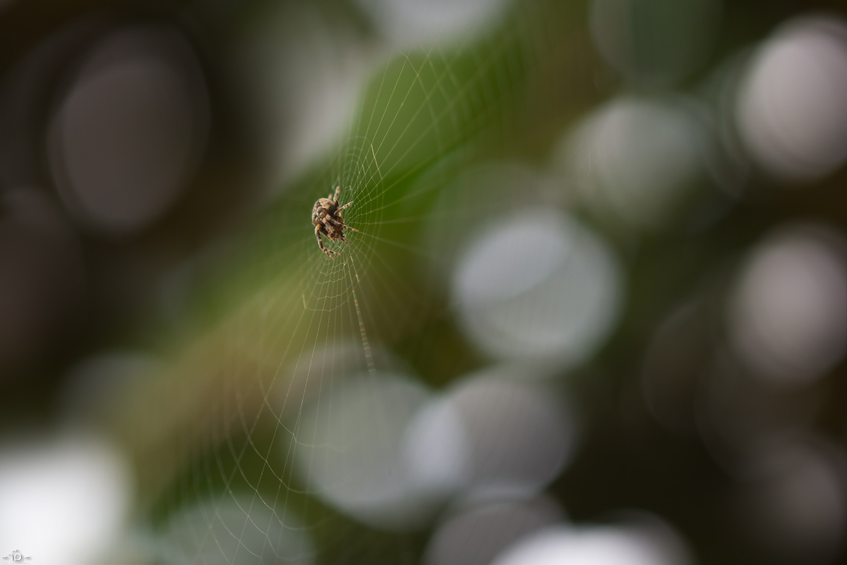 DSC_1540_4.jpg