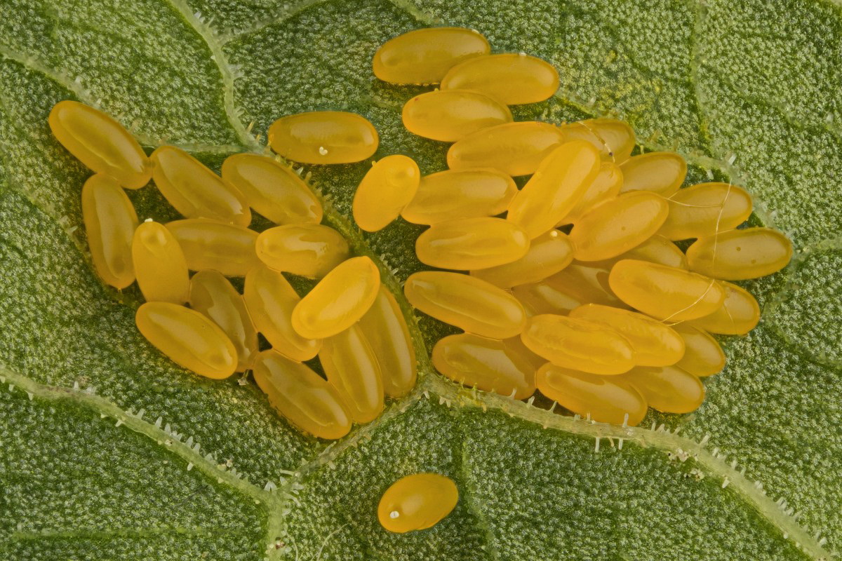 03072_Luminar63_3zu1_Gastrophysa_viridula_Eier_002_01.JPG
