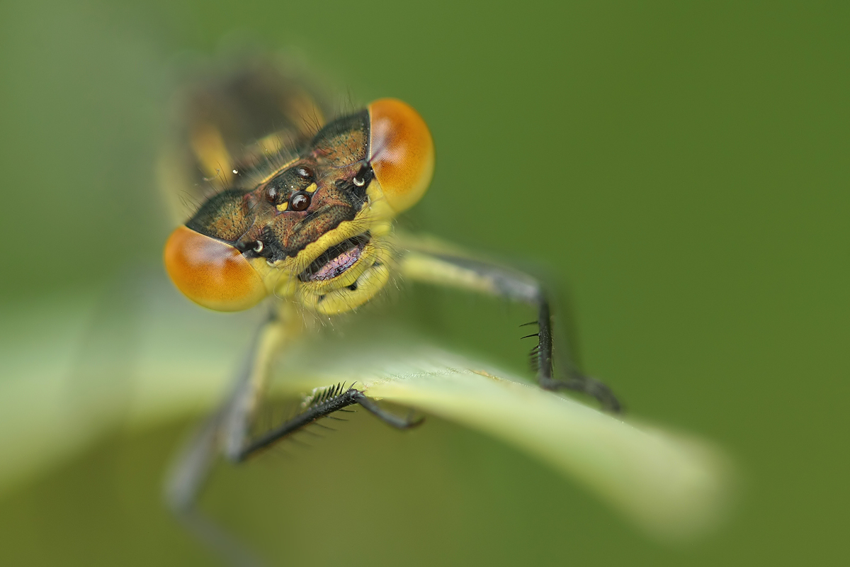 Erythromma najas_w_porträt_IMG_2346.jpg