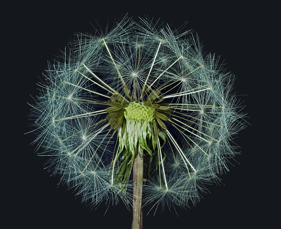 Pusteblume-gesamt-215-St-0,.jpg