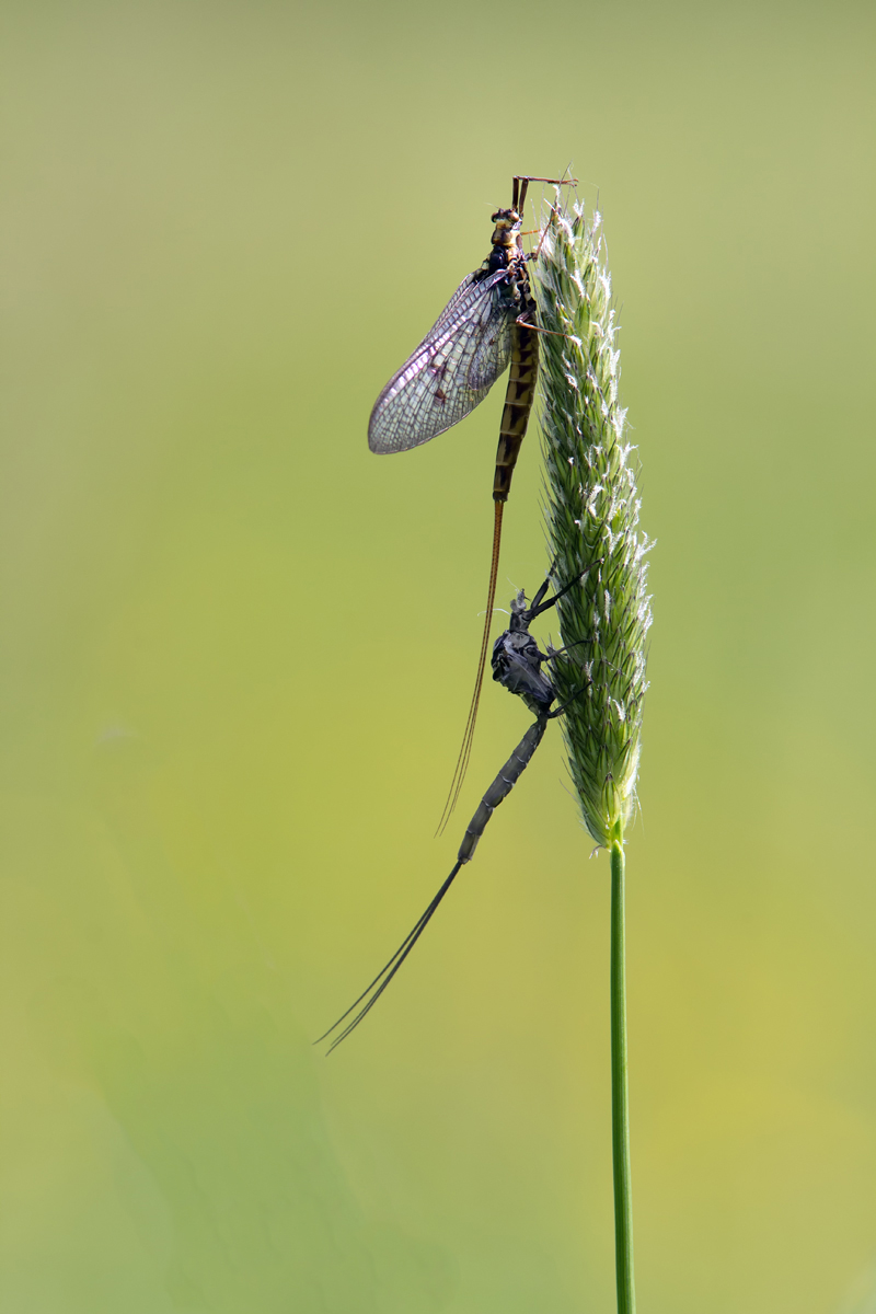 Eintagsfliege-mit-Hauthülle2.jpg