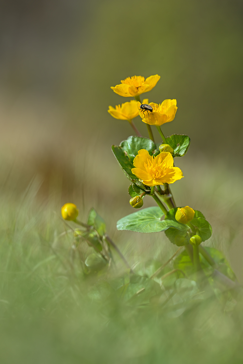 compSumpfdotterblume2.4.2014AmbitzgiriedDSC_3957b 94%.jpg