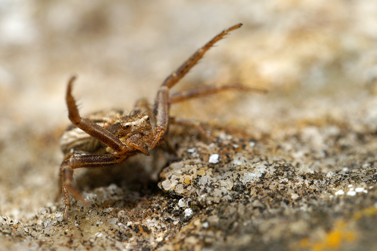 P1190449_2014-05-04_Xysticus-ninnii.JPG