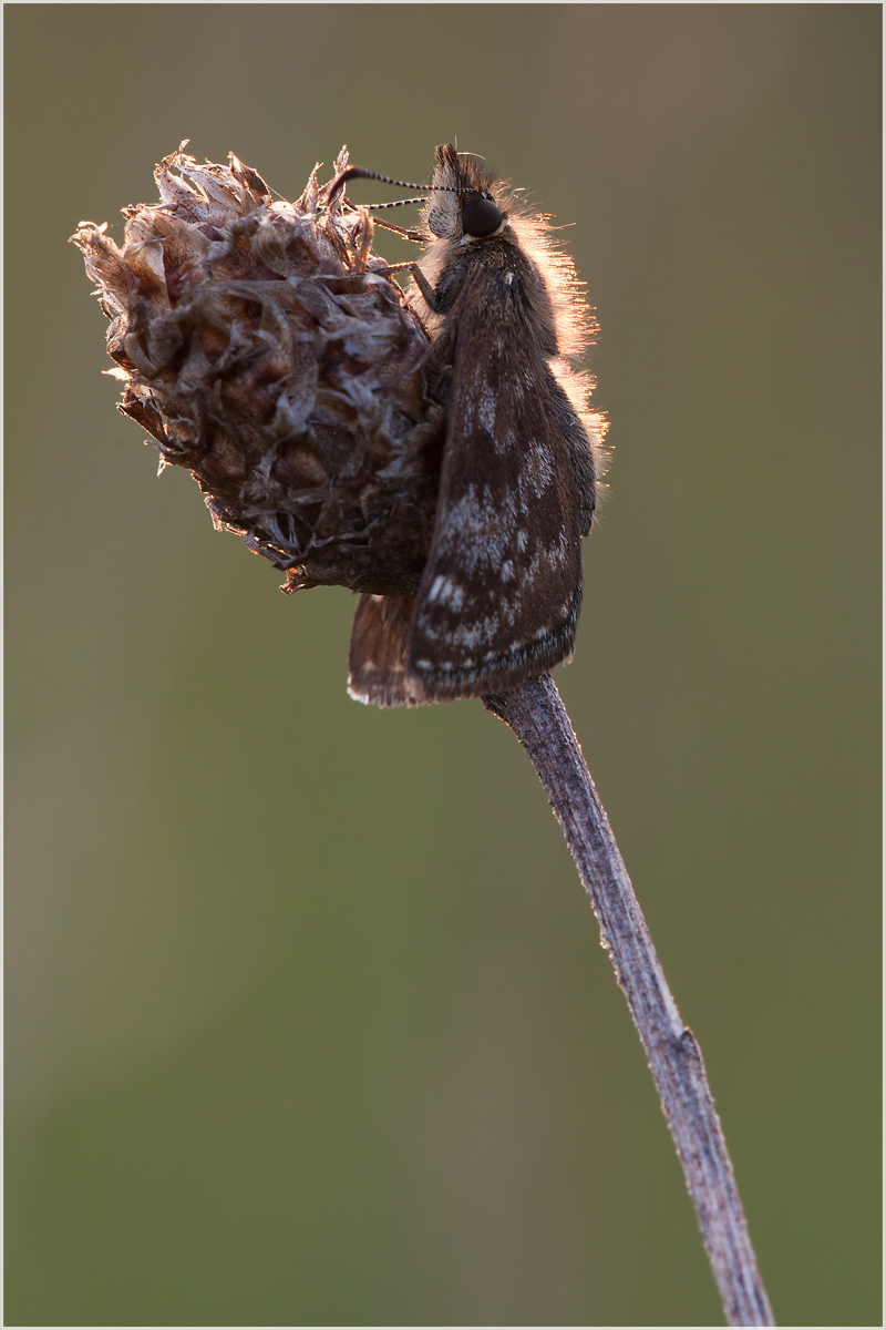 Dunkler Dickkopffalter-2741_webR.jpg