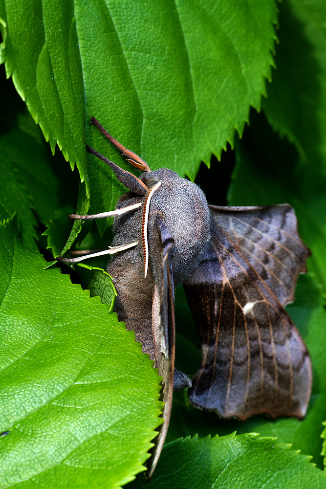 D7_11701.jpg