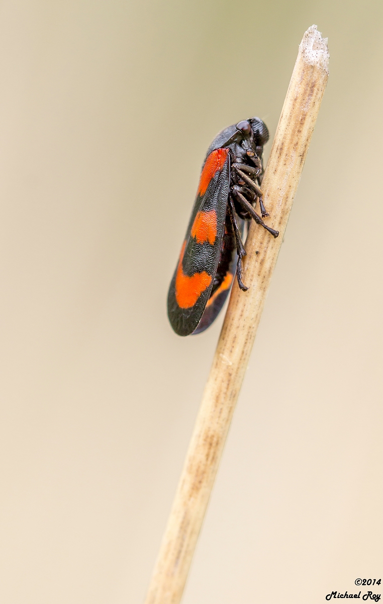 comp_1small1Blutzikade-4977.jpg