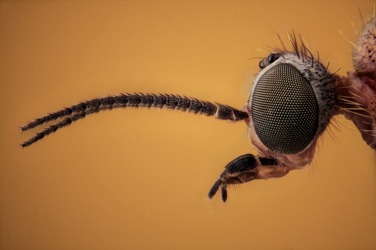 comp_Fly.jpg
