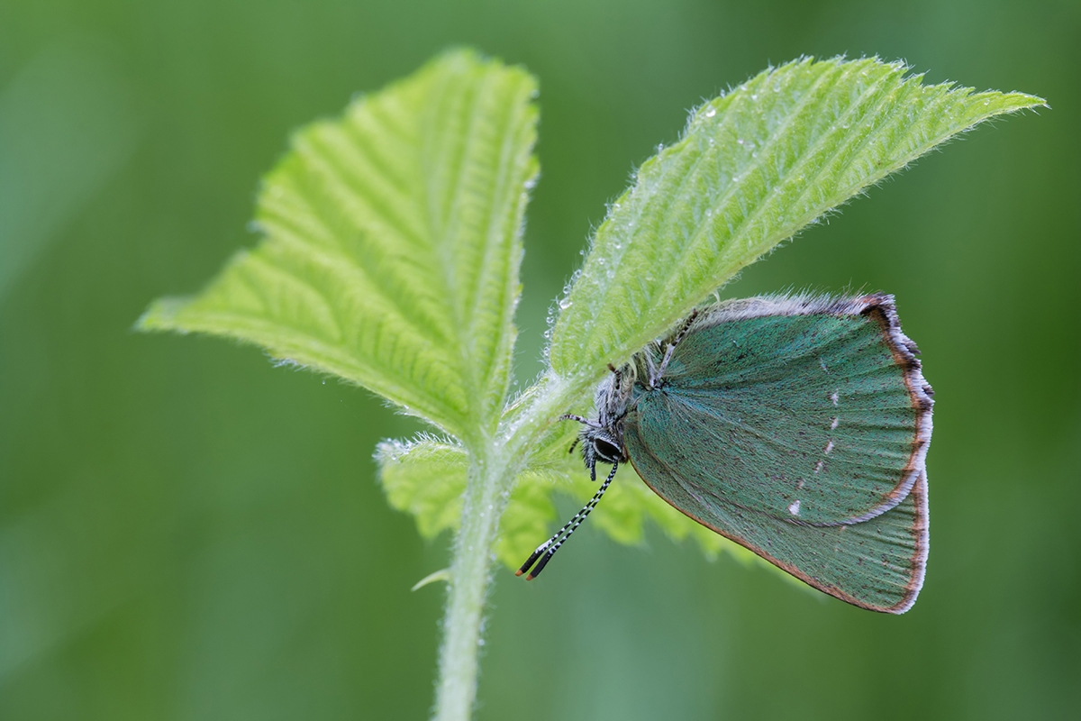 Grüner-Zipfelfalter-2.jpg