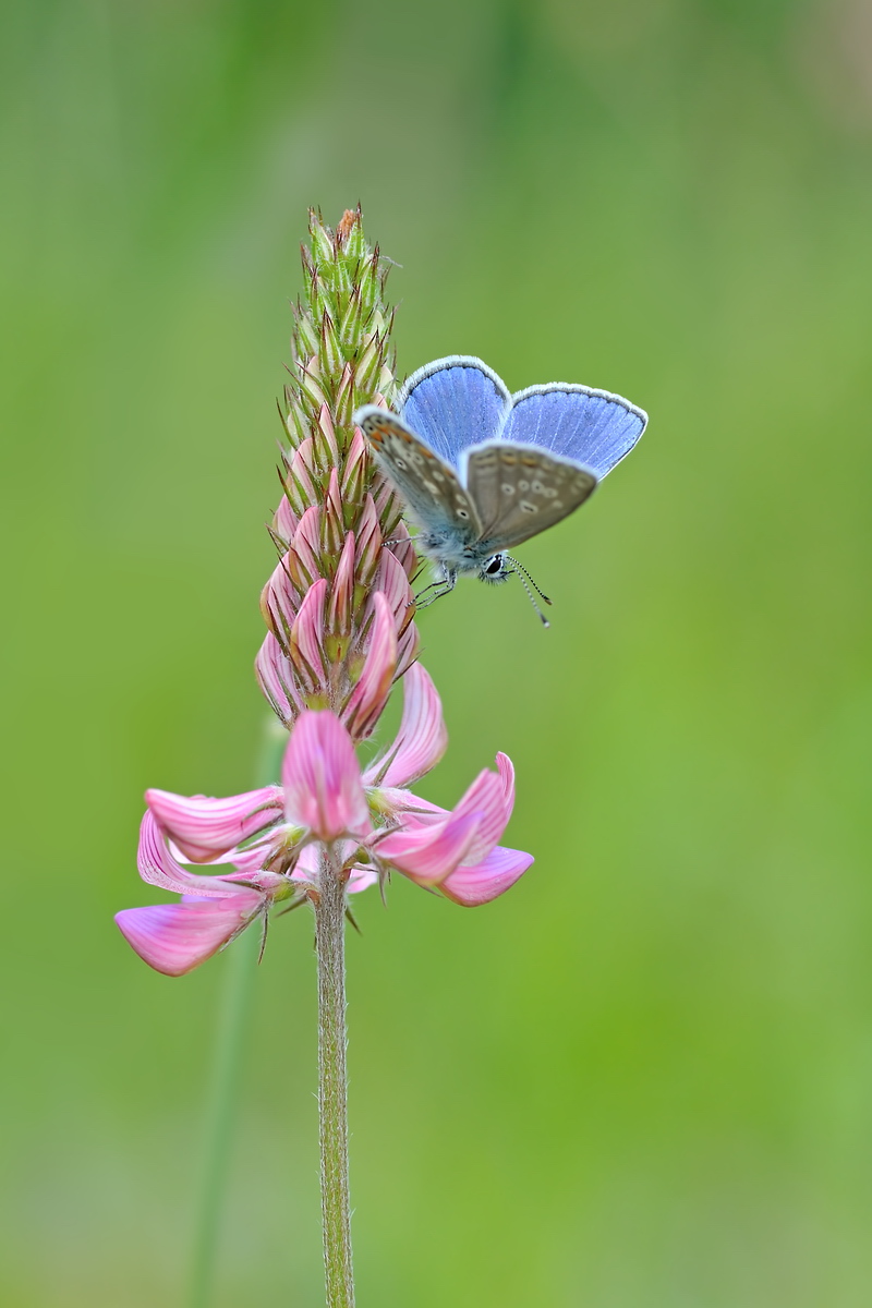 07162k_thersites_Polyommatus_Esparsettenbläuling_2013_06_08_RL0.jpg