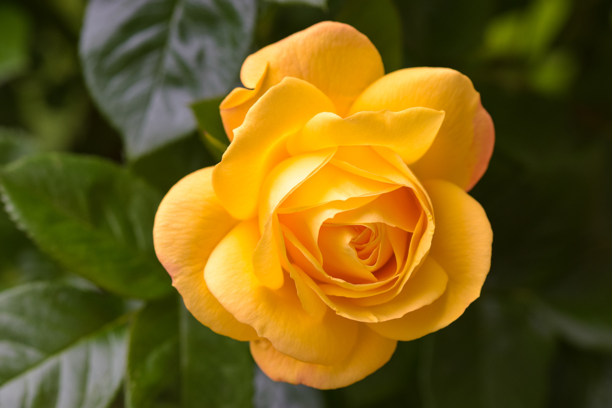 2014_05100015.jpg