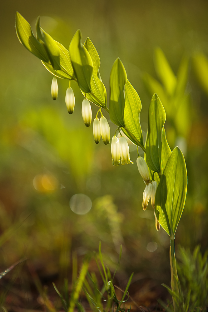 Polygonatum.jpg