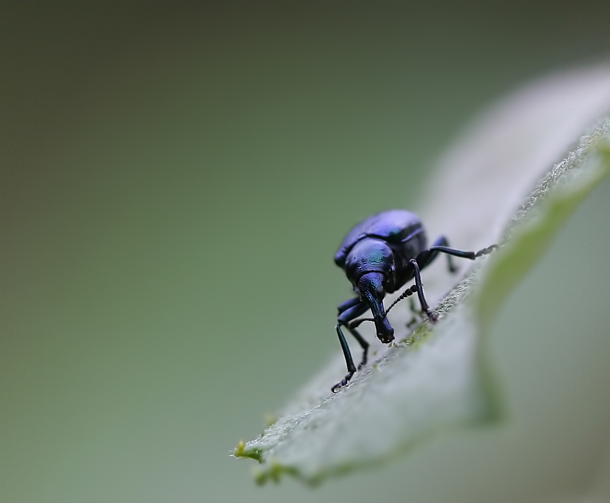 Blauer-Rebenstecher.jpg