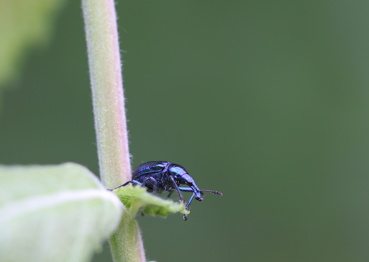 Blauer-Rebenstecher-(Byctis.jpg