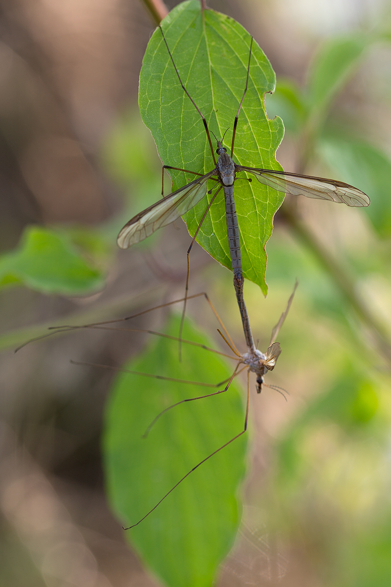 8V6A8836-schnake-resi-w.jpg