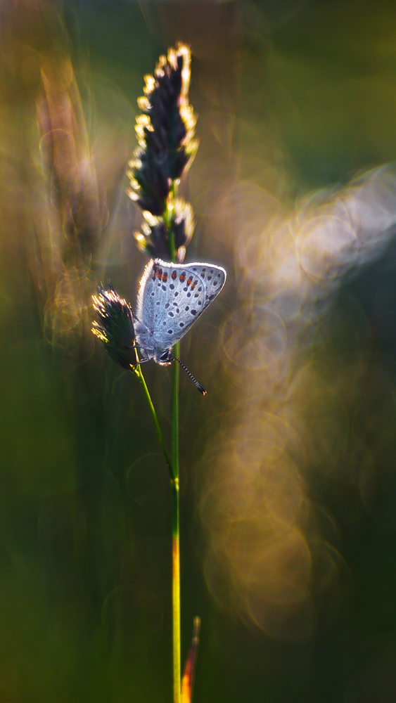 557B9636-pano.jpg
