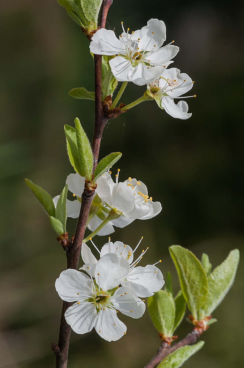 DSC_1749xxx4.jpg