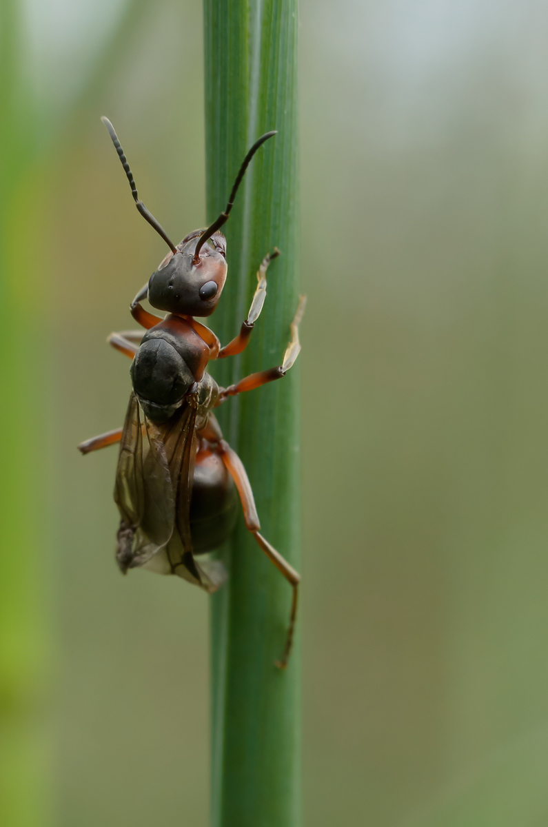 DSC_0030-2_filtered-1200.JPG
