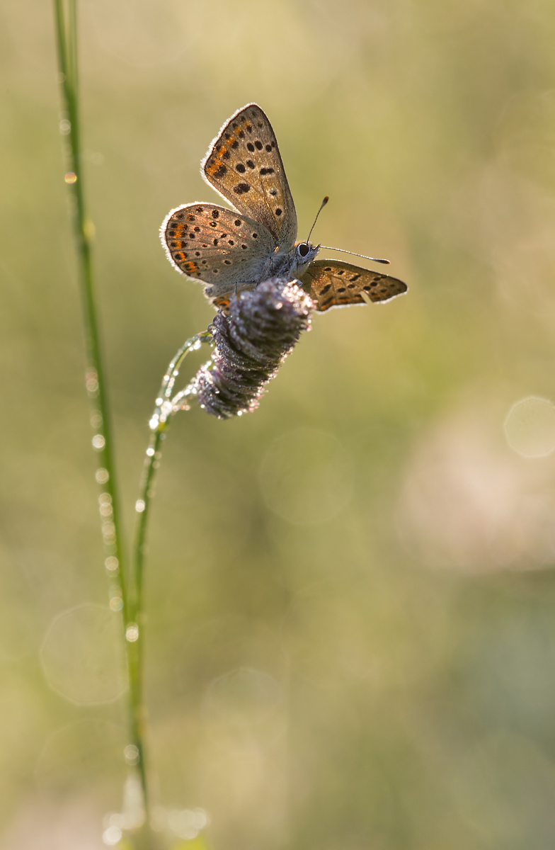_MG_2612-Bearbeitet-Bearbeitet Kopie.jpg