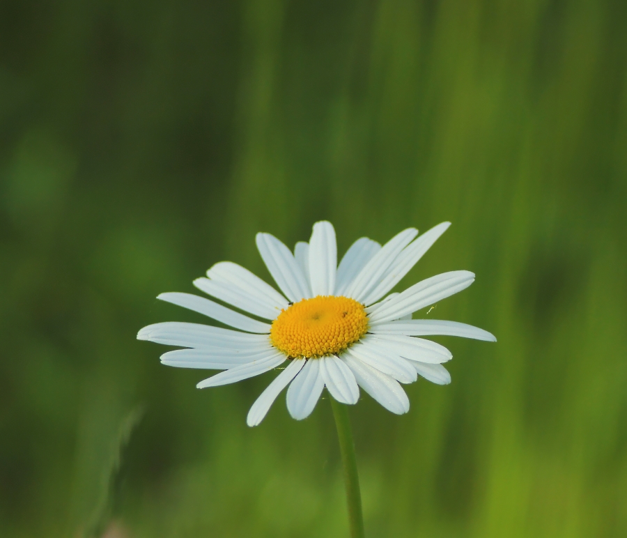 IMG_4285M.JPG