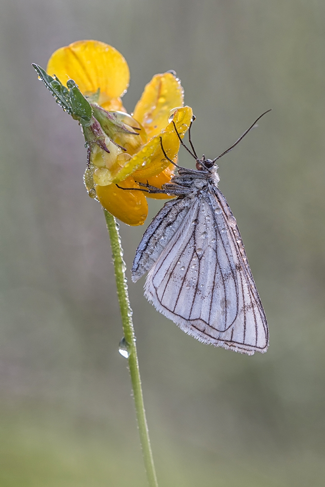 Hartheu-Spanner, Siona lineata.jpg