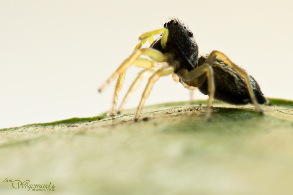 Heliophanus_2.jpg