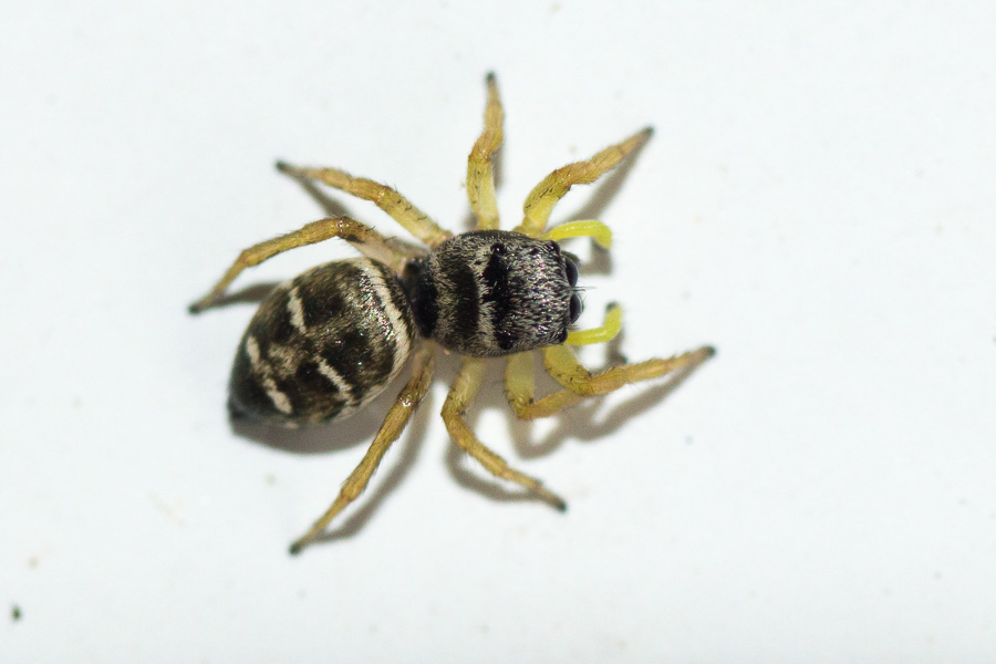 Heliophanus_3.jpg