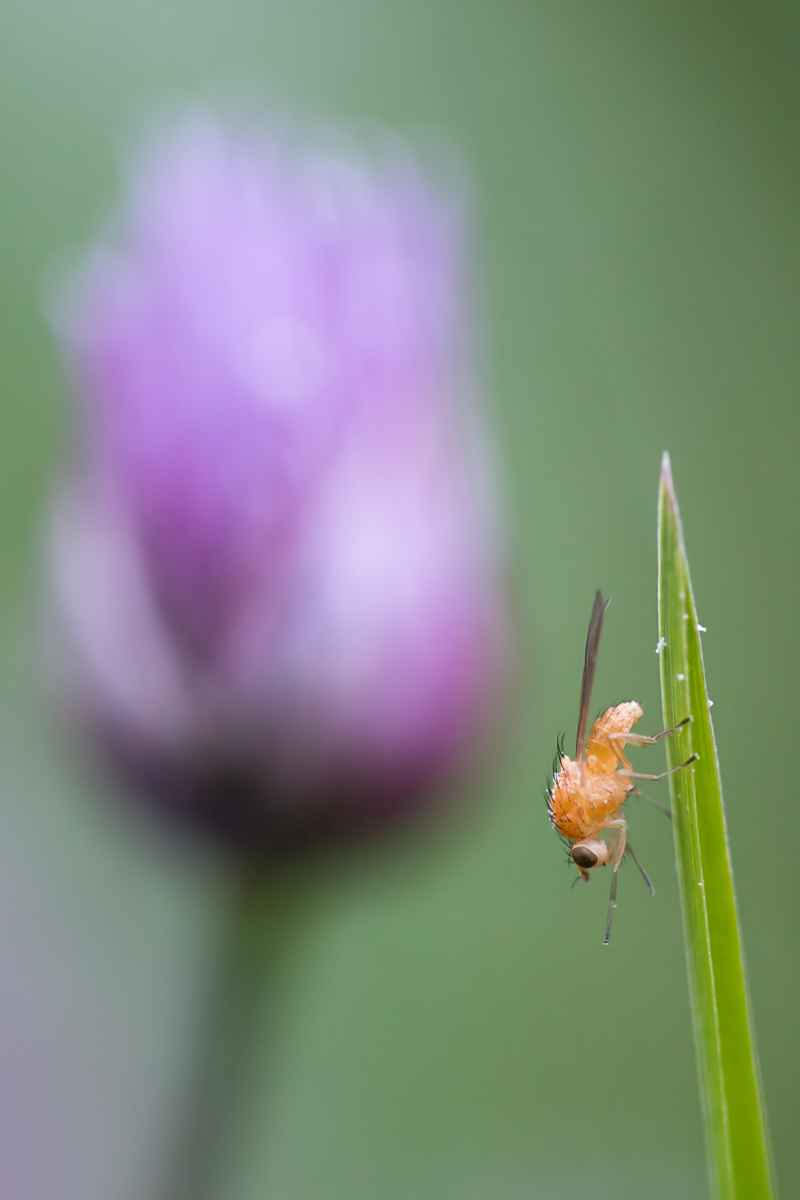 Minifliege2.jpg