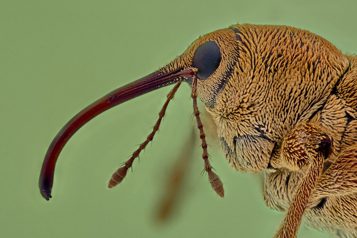 03136_Luminar40_4zu1_Curculionidae_00075.JPG