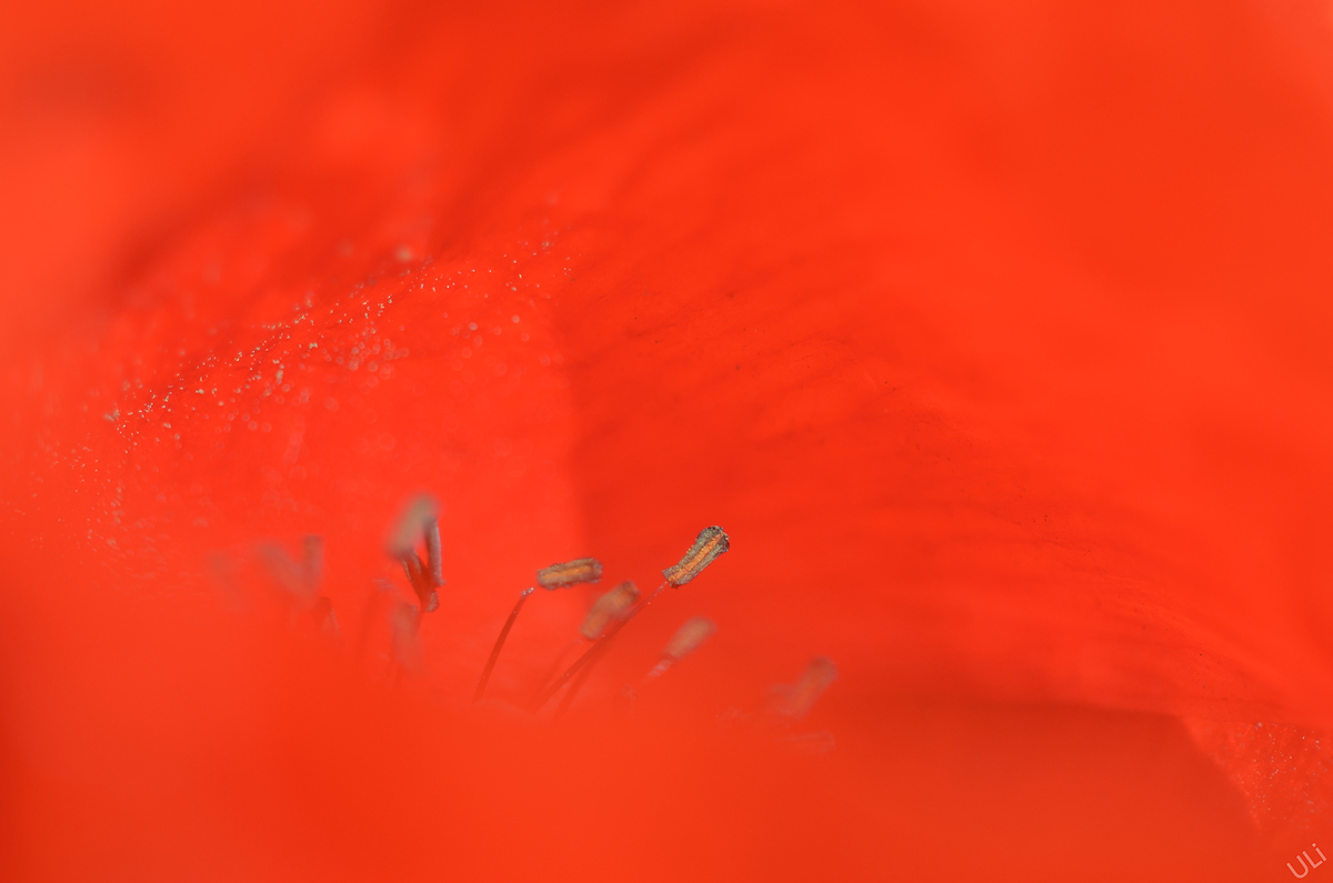 ULiULi_D5100_9541_1200x795_lr54+pspx6.jpg