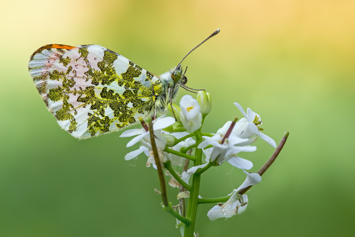 _MG_1742-Bearbeitet-Bearbeitet Kopie.jpg