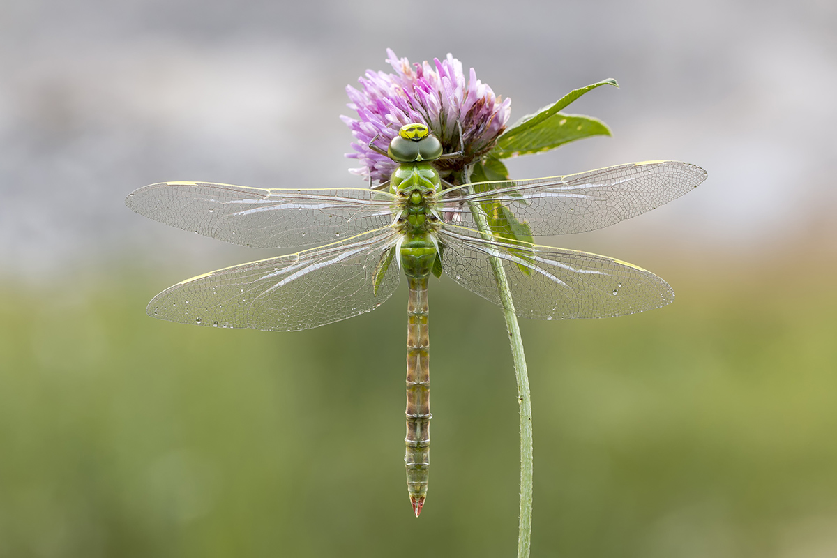 _MG_1546_Anax imperator.jpg