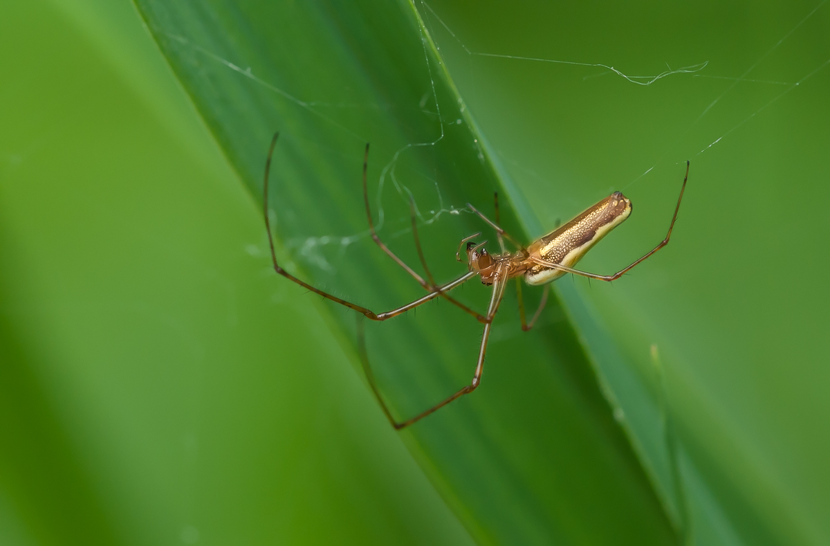 Tetragnatha striata  1.jpg