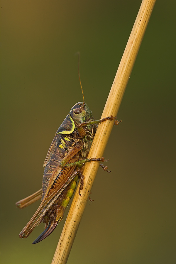 RE1Y7872-01DCRFern.jpg
