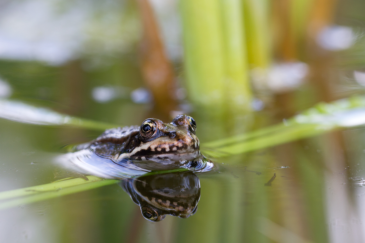 frosch-teresa.jpg