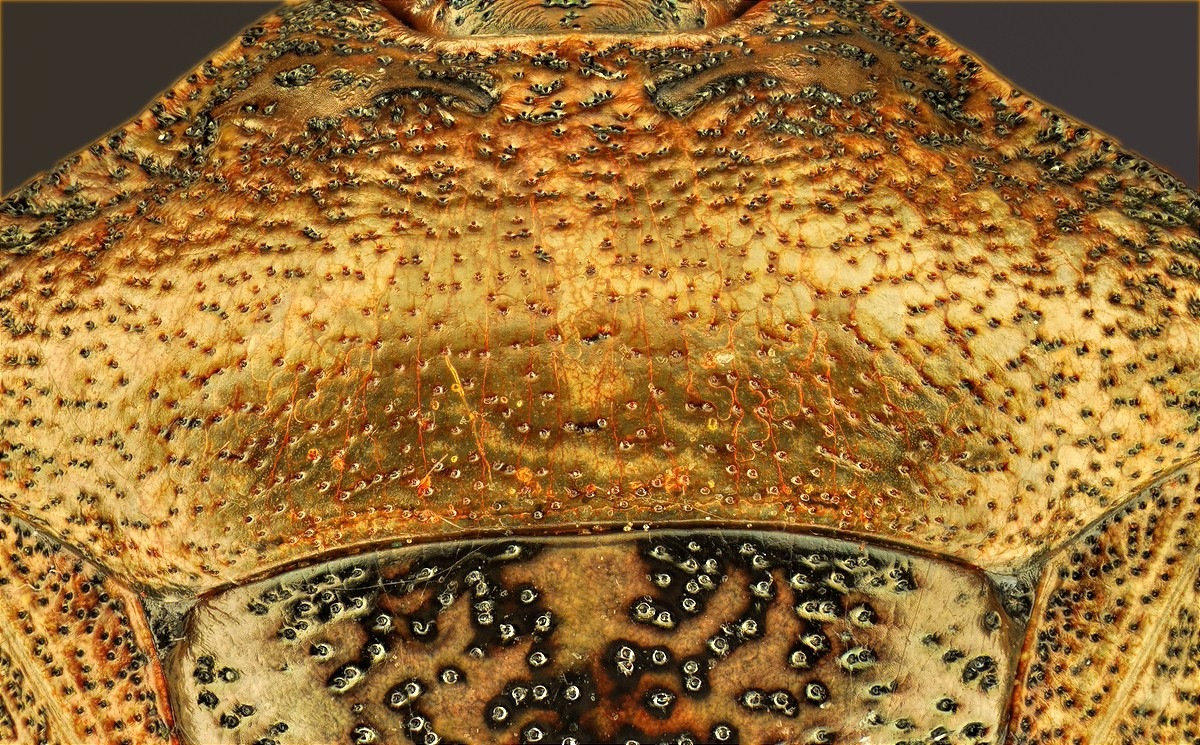 2014-06-03-00.39.55 ZS DMap.jpg