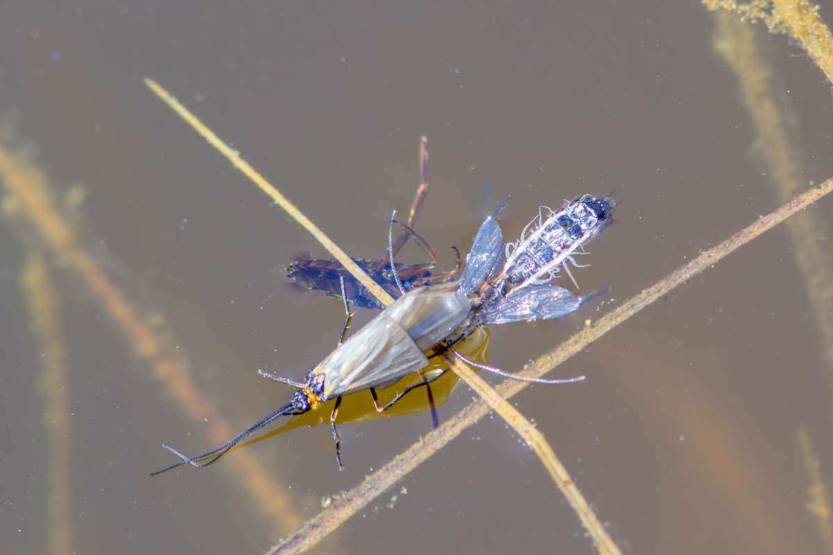 Köcherfliege-Schlupf-kleiner-See-am-Schatzberg.jpg