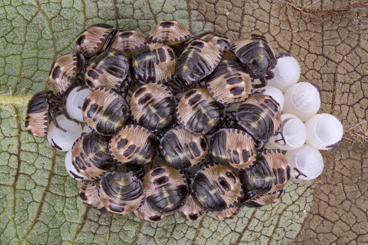 03155_Nikon105_f56_2zu1_Palomena_prasina_Larven_003_Tag_5.JPG