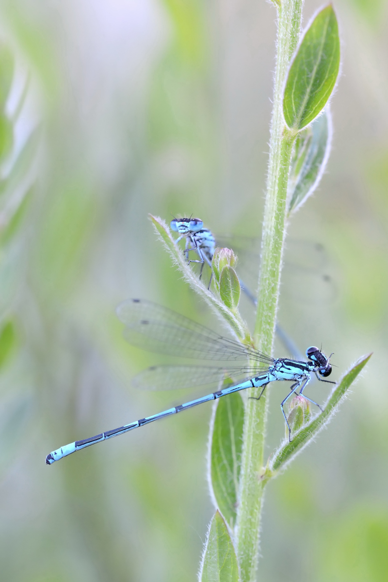 GW8_5368_20140606_1681klein.JPG