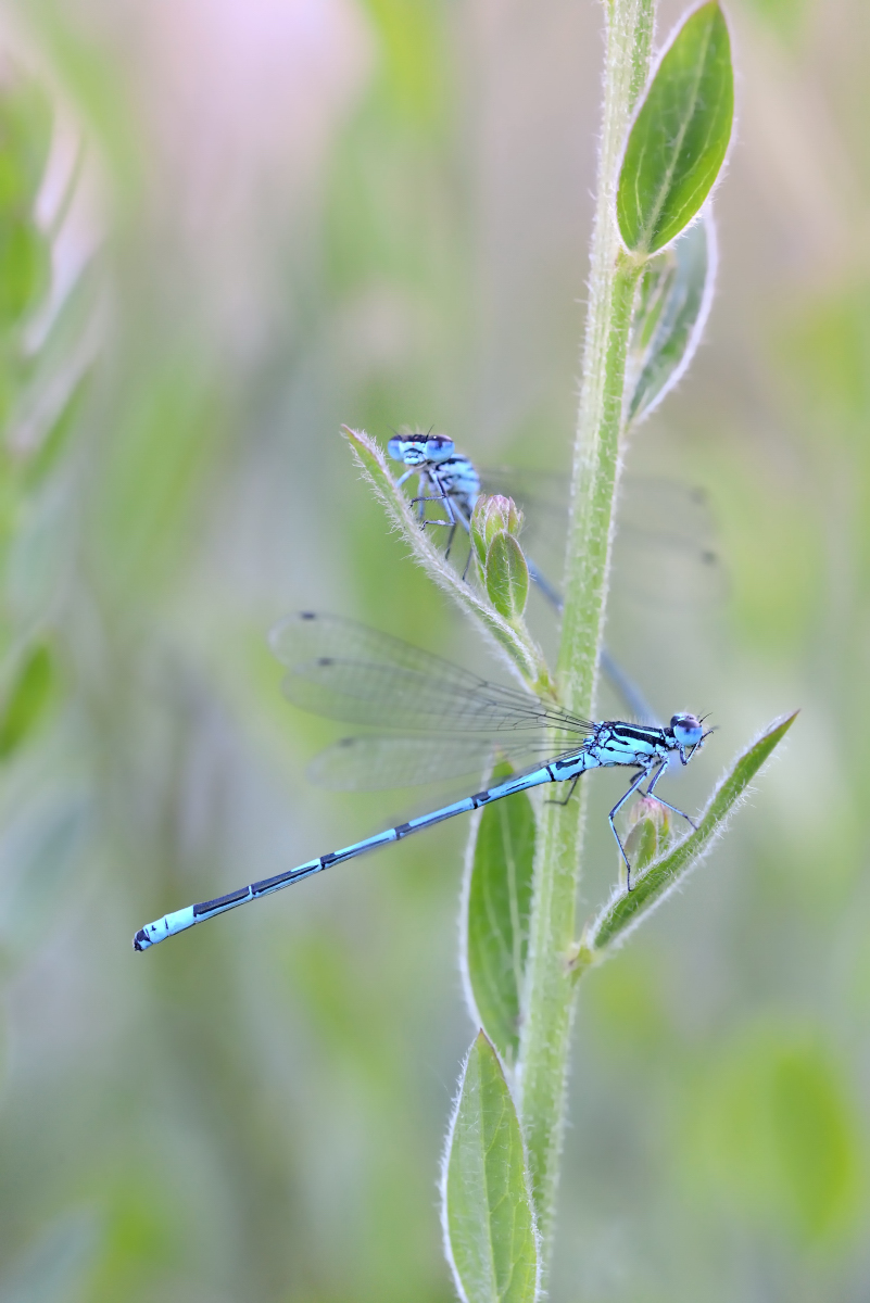 GW8_5371_20140606_1679klein.JPG