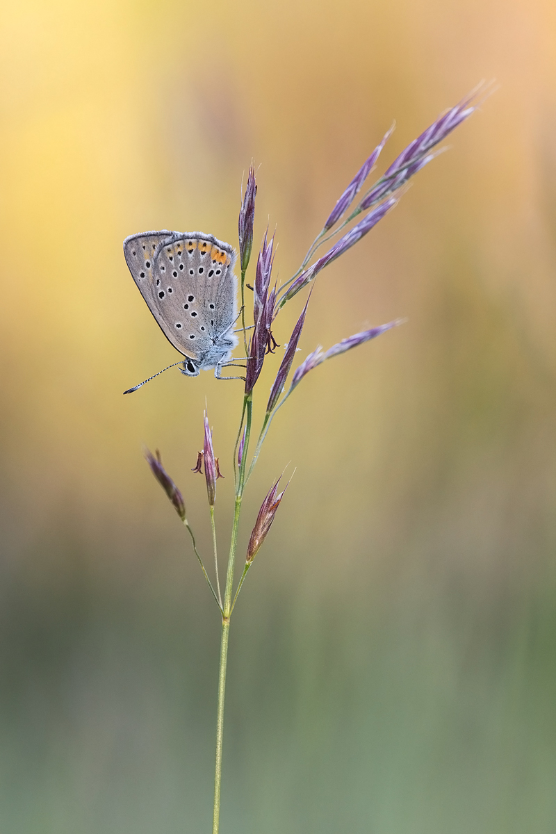 feuerf-violett-IMG_0516.jpg
